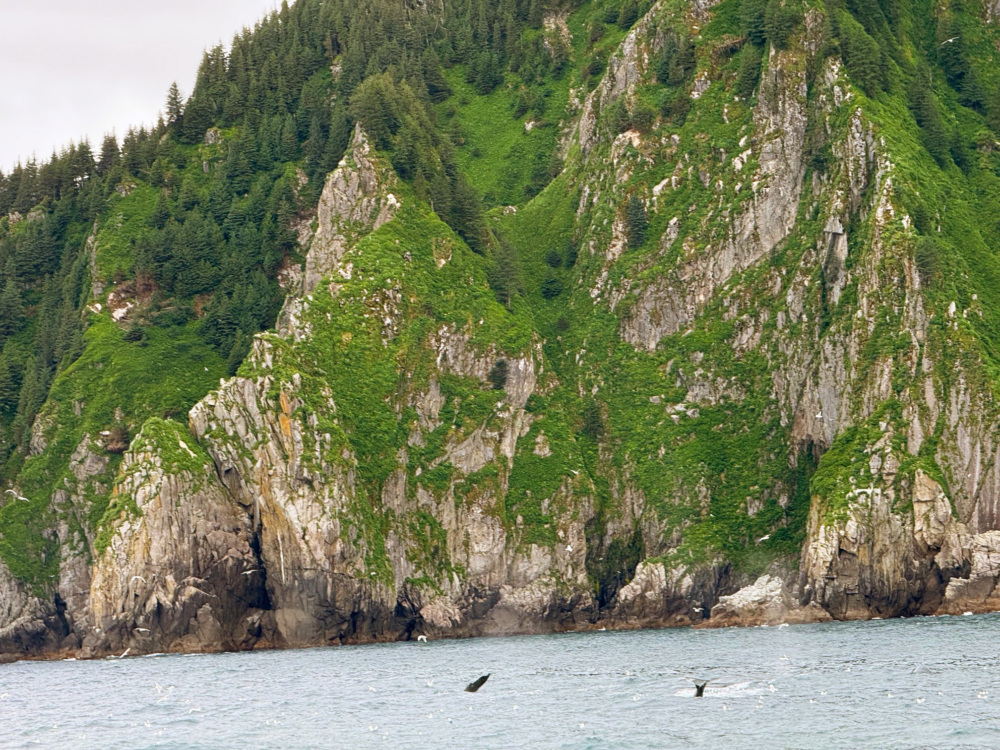 A cliffside covered in greenery.