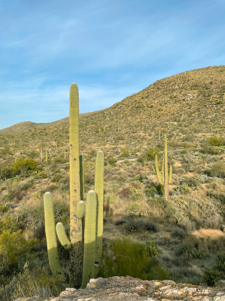 A desert landscape with a large cactus.